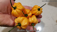 Scotch Bonnet Peach - Pepper Seeds - White Hot Peppers
